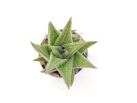 Haworthia Limifolia